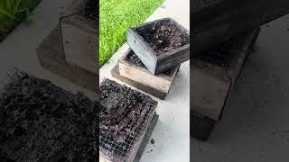 Hive Transfer Leftovers #bee #stinglessbee
