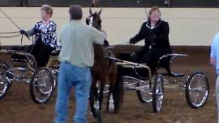 Twin Willows Triumphant Showing At Midwest Charity Horse Show June 12, 2013