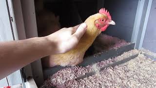 Hen Laying Egg Sounds Just Like Fun Chicken Or Lucky Egg Coin machine...But Louder.