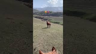 #рекомендации #врек #reels #втоп #лошади #конь #рек #альхамдулиллах #1million #нашида