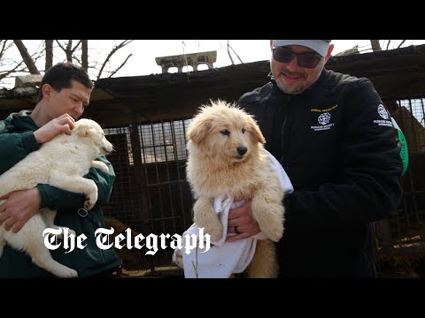 Video: Honden die het Bondgenootschap op een Koreaans Vleeskwekerij zijn voor het eerst sinds hun redding herenigd