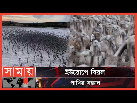 ভিডিও: গ্রীষ্মকালে ক্রেস্টেড বাটে করার সেরা জিনিসগুলি৷