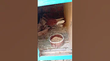 مفاجئه عند الحمام Pigeon 