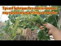 Tips and techniques para mabilis tumaba at mag matured ang fruiting cane ng ubas