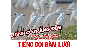 TIẾNG CÒ TRẮNG ĐÁNH LƯỚI ĐÊM RẤT NHẠY