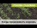 Голова садовая - Когда прореживать морковь