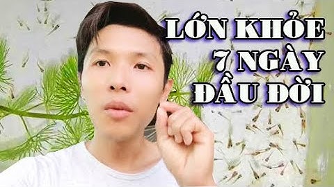 MẸO NUÔI CÁ 7 MÀU CON LỚN NHANH 7 NGÀY ĐẦU TIÊN | Túc Thịnh