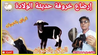 الرفق بالحيوان / موقف إرضاع خروفة حديثة الولادة