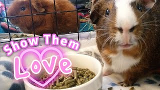 5 Easy Ways To Show Your Guinea Pigs Love