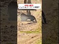 衝撃の瞬間!ヒョウ vs チーターの死闘? #leopard #cheetah #wildlife #nature #survival