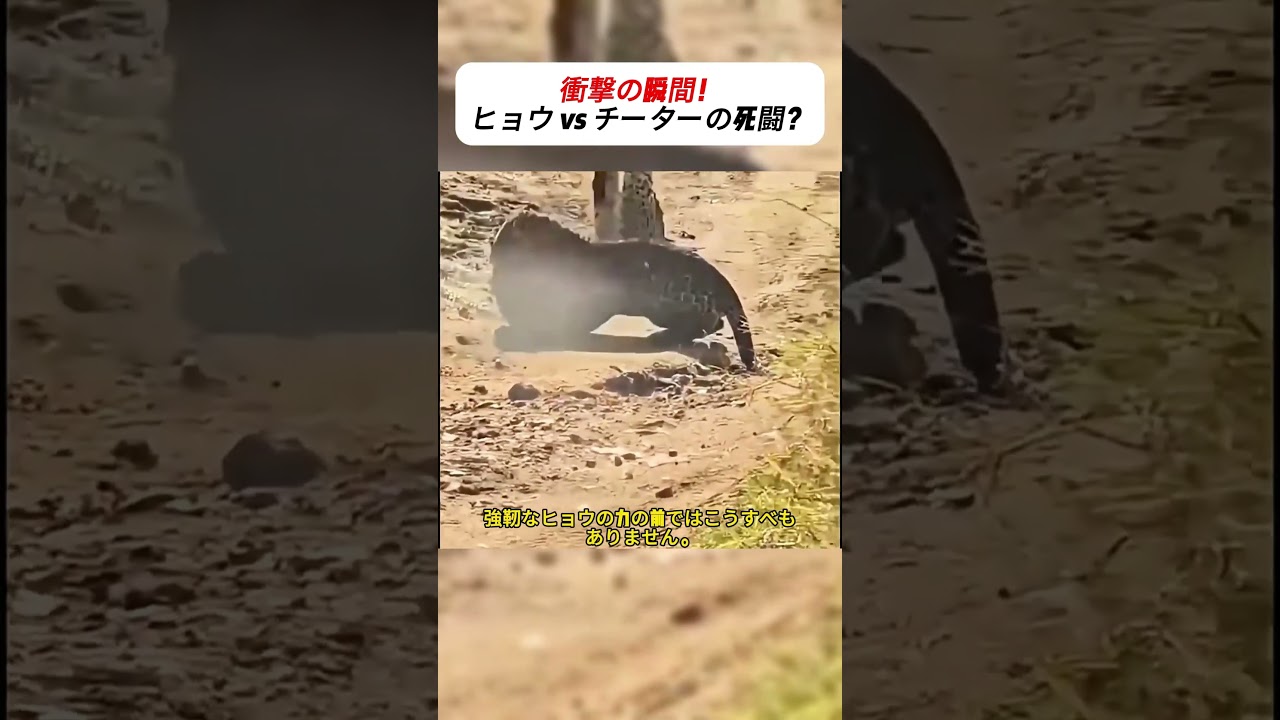 衝撃の瞬間!ヒョウ vs チーターの死闘? #leopard #cheetah #wildlife #nature #survival