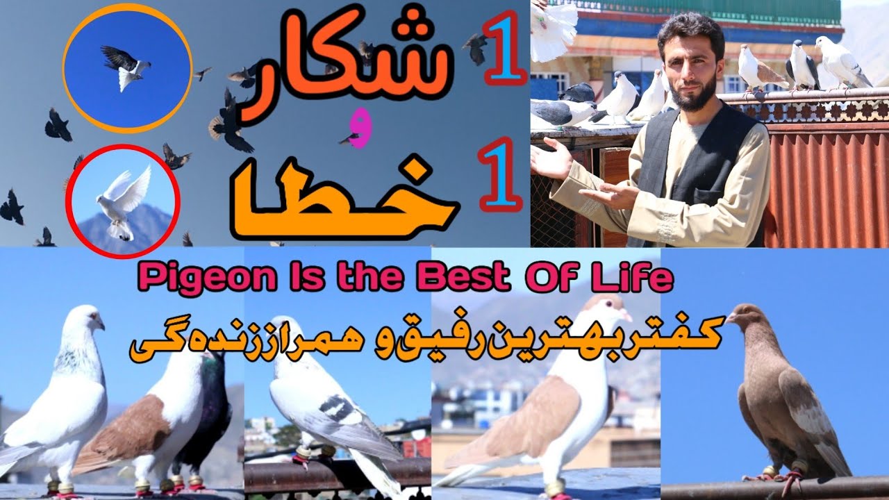 شکار یک عید ما دو عید شد / کفتر بهترین رفیق و همراز زنده گی /Pigeon is the Best friend of life