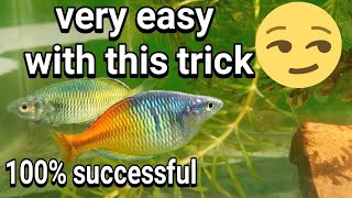 rainbow fish farming tutorial in the tank