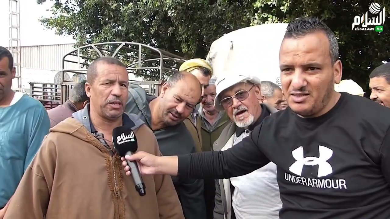 روبورطاج : أسعار المواشي في سوق واد سلي ولاية الشلف