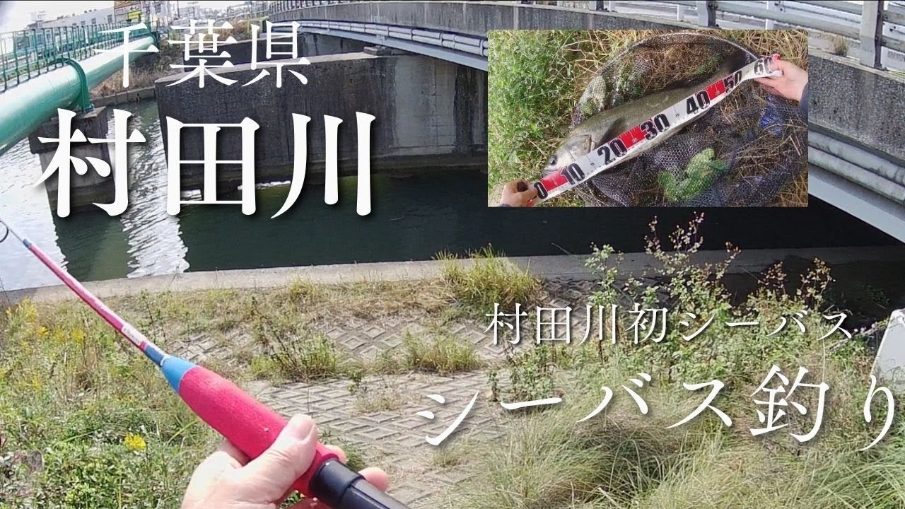 釣り坊主日記－３１ 千葉県　村田川　シーバスチャレンジ５　村田川初シーバス　編
