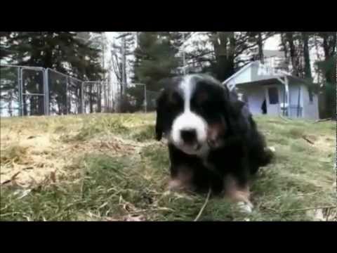 Video: Anjing Bernese Mountain Dog Breed Hypoallergenic, Kesehatan Dan Umur
