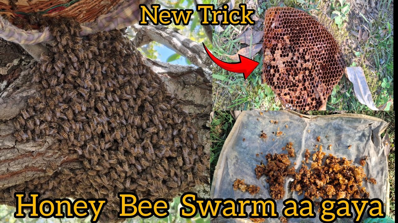 Honey Bee Swarm Aa Gaya 🐝 | New Trick to Catch Bees Swarm || BEEKEEPING KASHMIR 