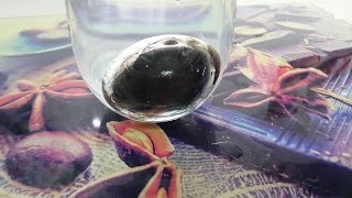 Amazing Illusion Science Experiment! SILVER EGG !!! DIY
