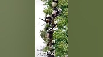 Verbazingwekkende reden waarom babypanda