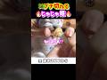 🥴『なによこれ⁉︎』日本語で文句をたれる生後14日の赤ちゃん子猫 #shorts #ラグドール #子猫