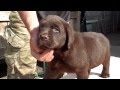 Labrador puppy 1 month.ШОКОЛАДНЫЙЛАБРАДОР 1.5 МЕС. oDESSA.