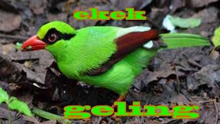 Suara Kicau Burung Ekek Geling Atau Ekek Layongan