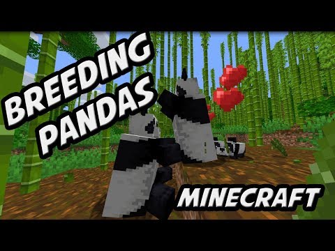 how to make pandas breed in Minecraft Rules of Gaming