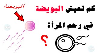 كم تعيش البويضة في رحم المرأة ؟