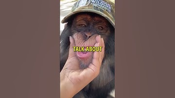 MONKEY BUSINESS: A FIERY ATTACK DURING THE OPIUM WAR