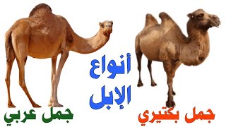 الجمل العربي والجمل البكتيري ذو السنامين ومالفرق بينهما ؟