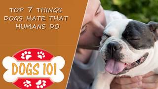 Top 7 Things Dogs Hate that Humans Do