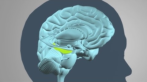 Science Bulletins: Brains Change with Trauma