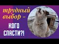 Спасение собак из якутского ада