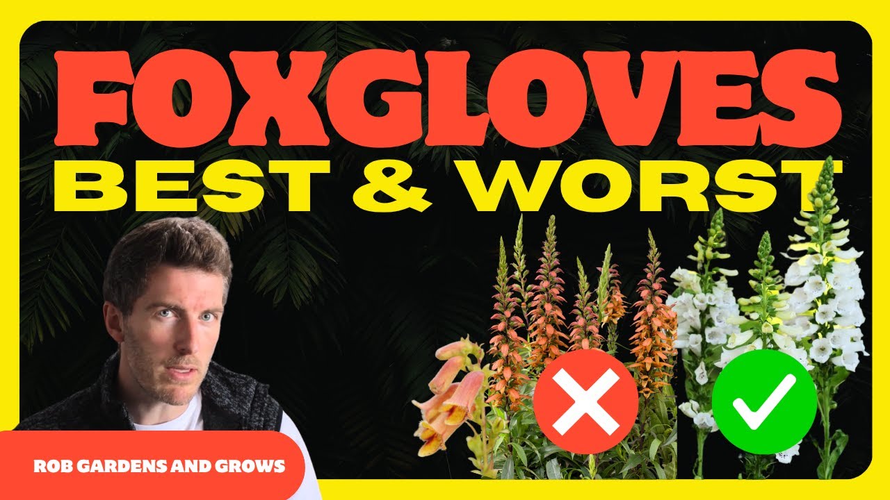 Top 5 Foxgloves to Grow (and 1 I’m not sure about) Top 5 Foxgloves to Grow (and 1 I’m not sure about)