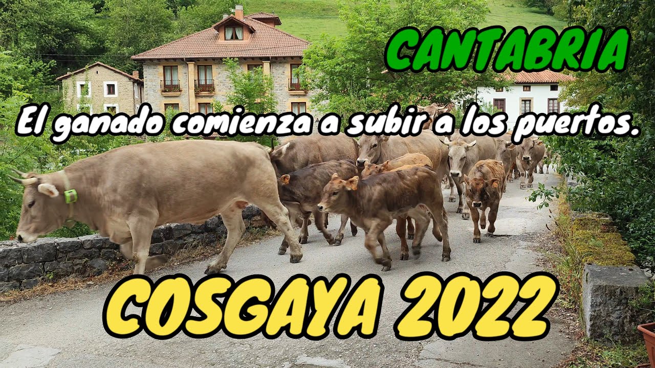 El ganado comienza a subir a los puertos. Mayo 2022. COSGAYA. CAMALEÑO. CANTABRIA.