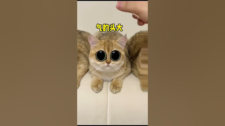 【牛奶是只猫】每做一个羊毛毡将有一只猫咪秃头哈哈哈！最后它们看上去很喜欢呢