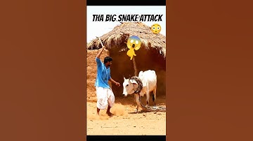 “Unbelievable Rescue! Python Wrapped Around Cow’s Neck 😨🐍” #shortsvideo  #animals  #trending