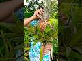 pineapple bouquet or Israel&#39;s bomb #shorts #viralvideo #ytshorts #sriniventure #pineapple
