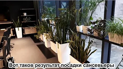 Самая выигрышная посадка сансевьеры! Озеленяем рационально!
