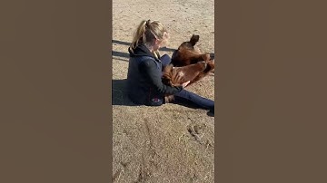 Thumbnail of The most cuddly mini horse💕she loves humans #horses #equestrian #shorts