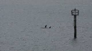 Orcas on the Siuslaw Video Clip May 6, 2021 by West Coast Gal 381 views 2 years ago 43 seconds