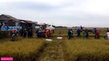 Bắt Chuột Mùa Lúa Chín