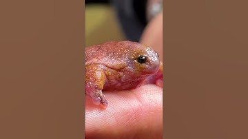 First Ever Turtle Frog Footage!