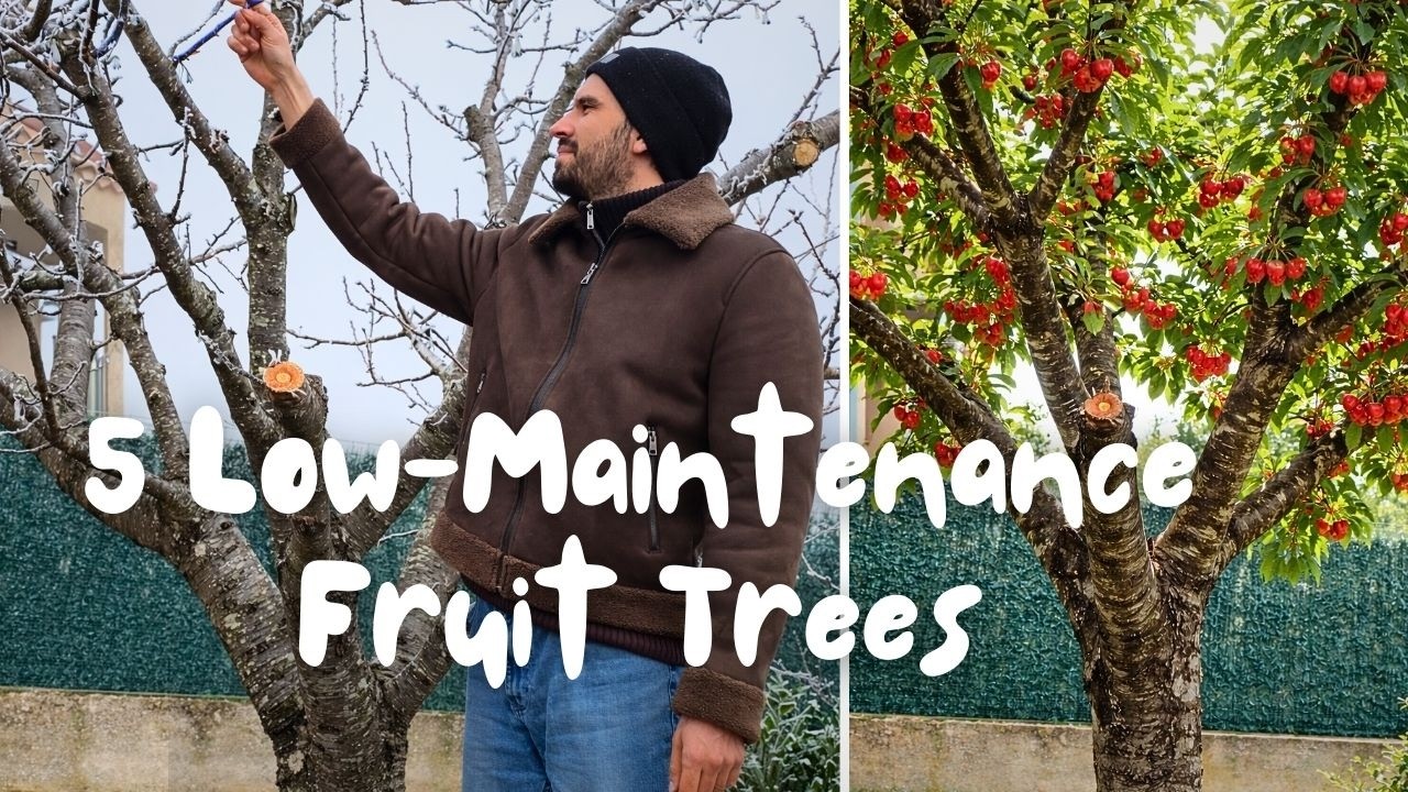 The Best Investment for 2026: 5 Fruit Trees That Pay for Themselves