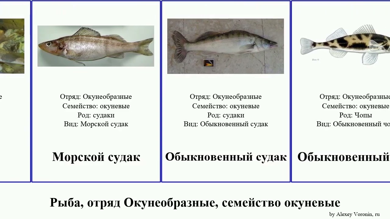 Окуневая рыба 4 буквы. Обыкновенный Судак окуневые. Отряд окунеобразные представители. Рыба отряда окунеобразных. Семейство окуневых рыб названия.