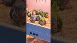 I knew Little Sun was combative, but I never expected the monks to be so united and hardworking.