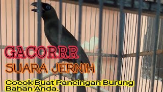 Murai Papua Murai Irian Gacor Suara Jernih.