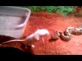 Feeding time for my snakes