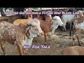 Future Breeding Gou Dhan | 9913191240 | ARYAMAN GIR GAUSHALA