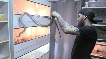 Putting vens away safely. K Brothers Pythons : Two minute tip